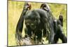 Pygmy, Bonobo Chimpanzee Mating-null-Mounted Photographic Print