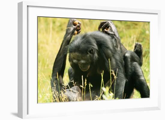 Pygmy, Bonobo Chimpanzee Mating-null-Framed Photographic Print