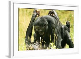 Pygmy, Bonobo Chimpanzee Mating-null-Framed Photographic Print