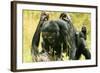 Pygmy, Bonobo Chimpanzee Mating-null-Framed Photographic Print