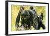 Pygmy, Bonobo Chimpanzee Mating-null-Framed Photographic Print