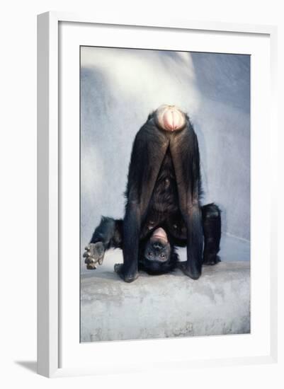 Pygmy, Bonobo Chimpanzee Mooning Keeper for Attention-null-Framed Photographic Print