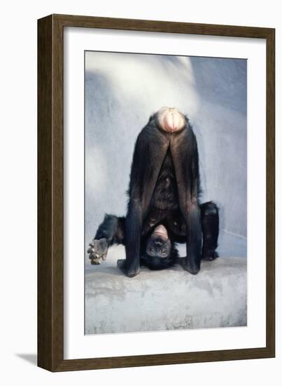 Pygmy, Bonobo Chimpanzee Mooning Keeper for Attention-null-Framed Photographic Print