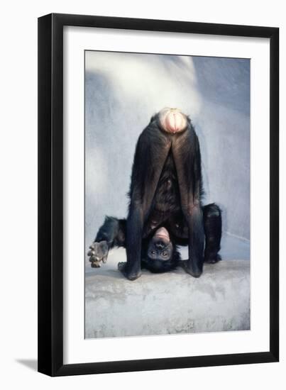 Pygmy, Bonobo Chimpanzee Mooning Keeper for Attention-null-Framed Photographic Print