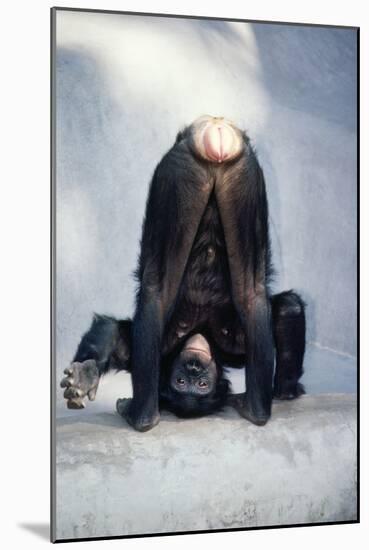 Pygmy, Bonobo Chimpanzee Mooning Keeper for Attention-null-Mounted Photographic Print