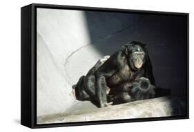 Pygmy Chimpanzees Copulating, Male on Top-null-Framed Stretched Canvas