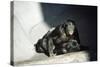 Pygmy Chimpanzees Copulating, Male on Top-null-Stretched Canvas