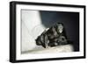 Pygmy Chimpanzees Copulating, Male on Top-null-Framed Photographic Print