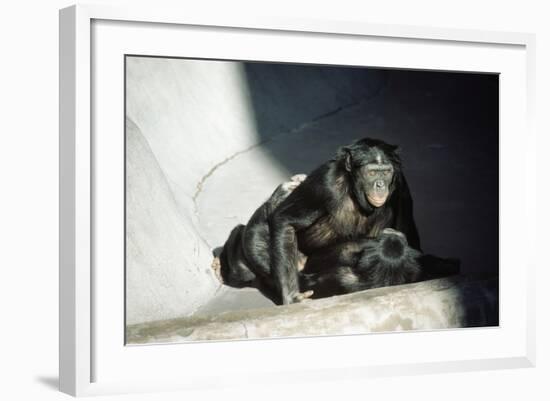 Pygmy Chimpanzees Copulating, Male on Top-null-Framed Photographic Print