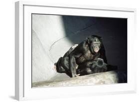 Pygmy Chimpanzees Copulating, Male on Top-null-Framed Photographic Print