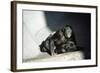 Pygmy Chimpanzees Copulating, Male on Top-null-Framed Photographic Print