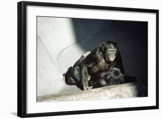 Pygmy Chimpanzees Copulating, Male on Top-null-Framed Photographic Print