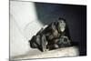 Pygmy Chimpanzees Copulating, Male on Top-null-Mounted Photographic Print