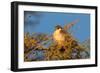 Pygmy Falcon Male in Early Morning Sun-null-Framed Photographic Print