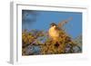 Pygmy Falcon Male in Early Morning Sun-null-Framed Photographic Print