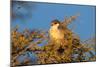 Pygmy Falcon Male in Early Morning Sun-null-Mounted Photographic Print