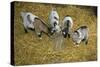 Pygmy Goat Kids Investigating a Polythene Bag-null-Stretched Canvas