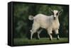 Pygmy Goat-DLILLC-Framed Stretched Canvas