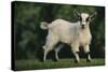 Pygmy Goat-DLILLC-Stretched Canvas
