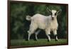 Pygmy Goat-DLILLC-Framed Premium Photographic Print