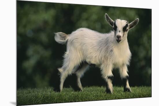 Pygmy Goat-DLILLC-Mounted Premium Photographic Print