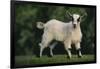 Pygmy Goat-DLILLC-Framed Premium Photographic Print