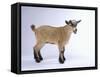 Pygmy Goat-DLILLC-Framed Stretched Canvas