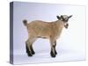 Pygmy Goat-DLILLC-Stretched Canvas