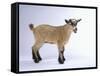 Pygmy Goat-DLILLC-Framed Stretched Canvas