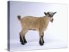 Pygmy Goat-DLILLC-Stretched Canvas