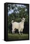 Pygmy Goat-DLILLC-Framed Stretched Canvas