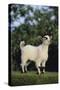 Pygmy Goat-DLILLC-Stretched Canvas