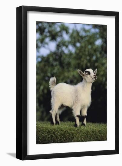 Pygmy Goat-DLILLC-Framed Premium Photographic Print