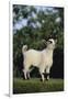 Pygmy Goat-DLILLC-Framed Premium Photographic Print