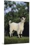 Pygmy Goat-DLILLC-Mounted Premium Photographic Print