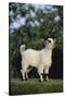 Pygmy Goat-DLILLC-Stretched Canvas