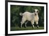 Pygmy Goat-DLILLC-Framed Photographic Print