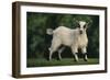 Pygmy Goat-DLILLC-Framed Photographic Print