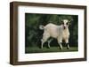 Pygmy Goat-DLILLC-Framed Photographic Print