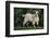 Pygmy Goat-DLILLC-Framed Photographic Print