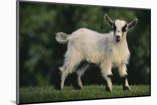 Pygmy Goat-DLILLC-Mounted Photographic Print