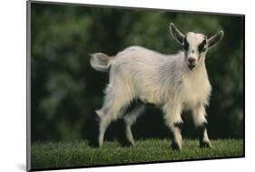 Pygmy Goat-DLILLC-Mounted Photographic Print