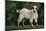 Pygmy Goat-DLILLC-Mounted Photographic Print
