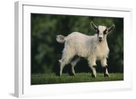 Pygmy Goat-DLILLC-Framed Photographic Print