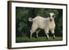 Pygmy Goat-DLILLC-Framed Photographic Print