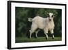 Pygmy Goat-DLILLC-Framed Photographic Print