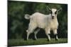 Pygmy Goat-DLILLC-Mounted Photographic Print