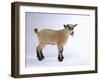 Pygmy Goat-DLILLC-Framed Photographic Print