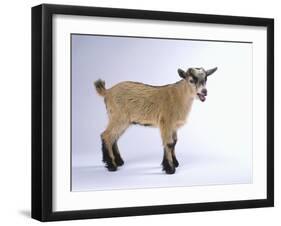 Pygmy Goat-DLILLC-Framed Photographic Print