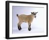 Pygmy Goat-DLILLC-Framed Photographic Print